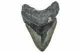 Fossil Megalodon Tooth - North Carolina #349348-1